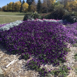 2023 EP Flower Bed 2