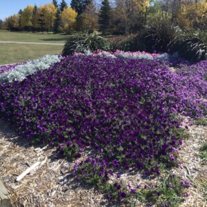 2023 EP Flower Bed 2